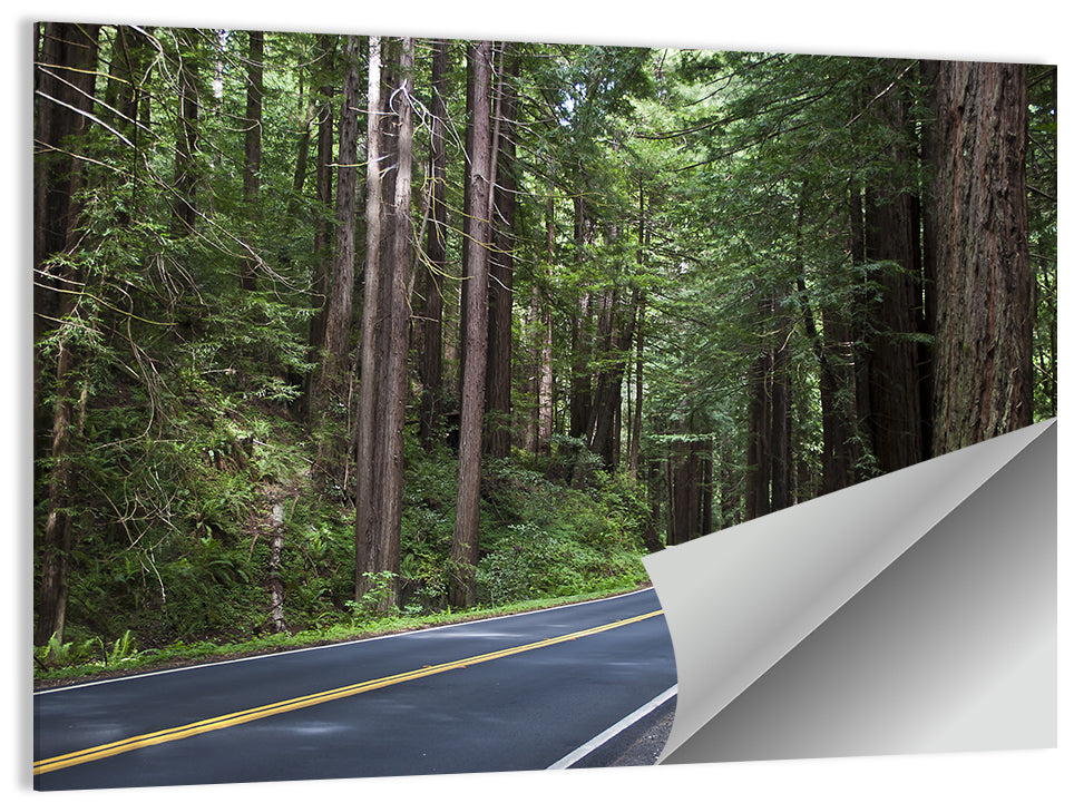 Winding Redwood Forest Road Wall Art