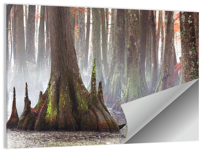 Chicot State Park Morning Fog Wall Art as a poster print