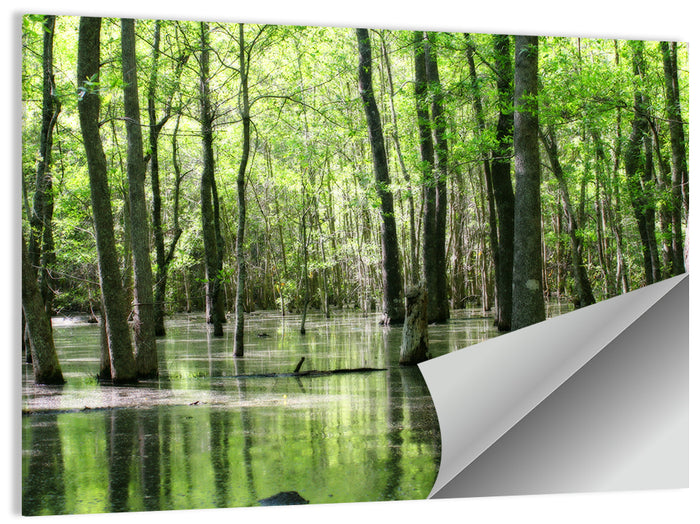 Sunlit Swamp Forest Wall Art as a poster print