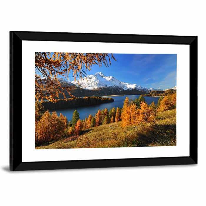 Silsersee Larches and Swiss Alps Wall Art as a framed print