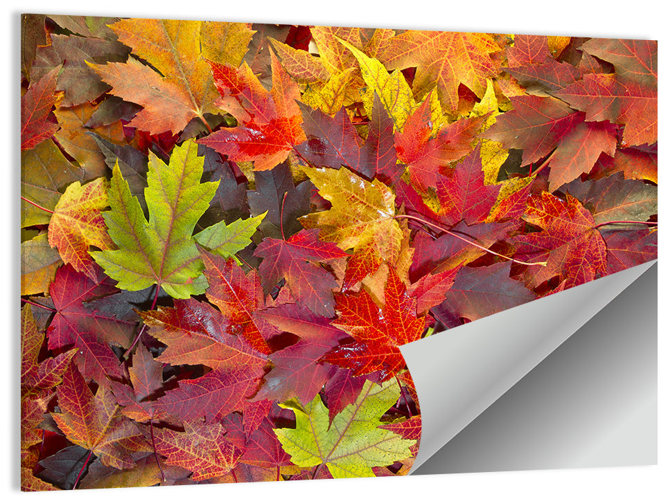 Autumn Maple Leaves Close-up Wall Art