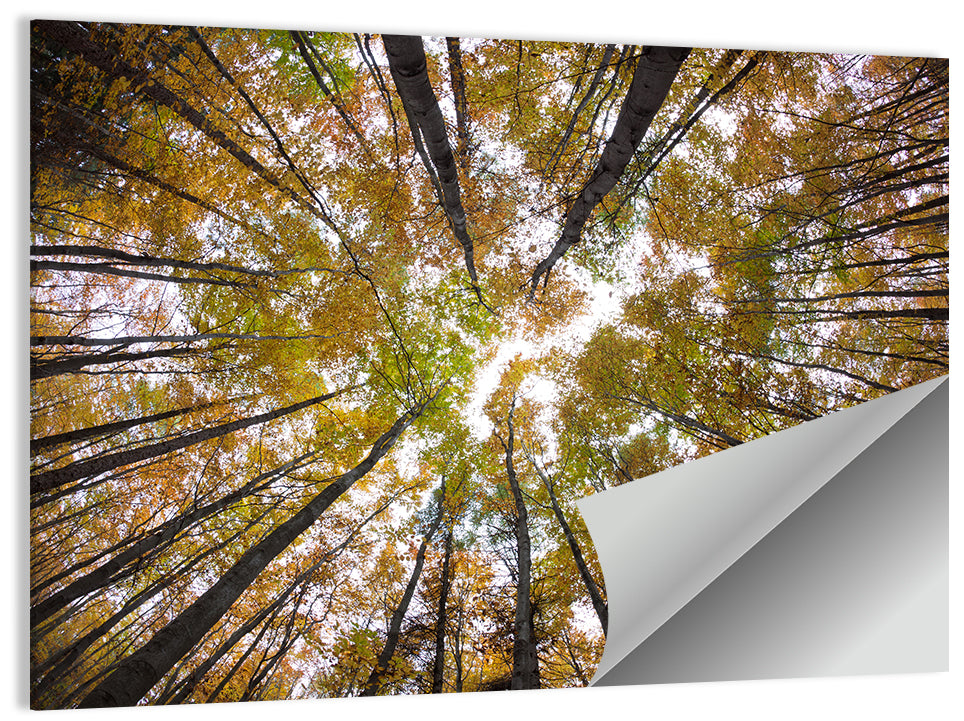 Autumn Forest Canopy Looking Up Wall Art