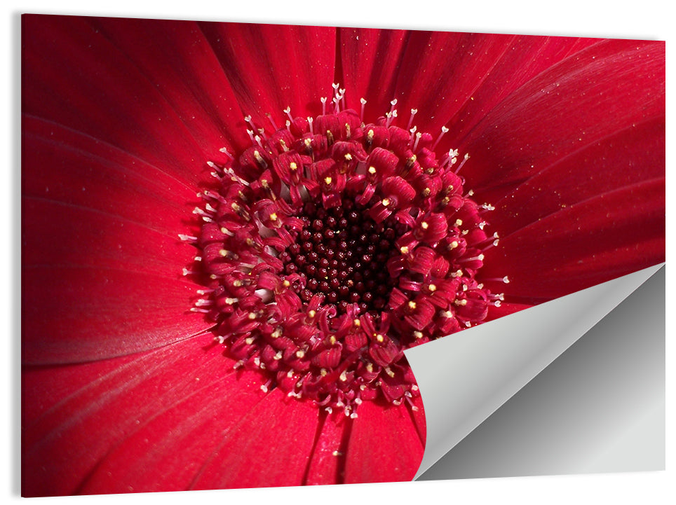 Red Gerbera Daisy Macro Close Up Wall Art
