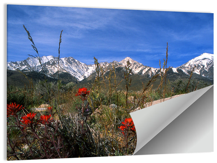 Sierra Nevada Wildflower Vista Wall Art as a poster print
