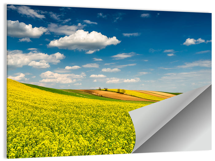 Sunlit Canola Fields Wall Art as a poster print