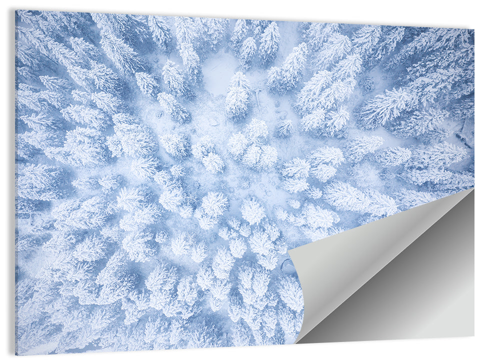 Snow-dusted Evergreen Canopy Wall Art