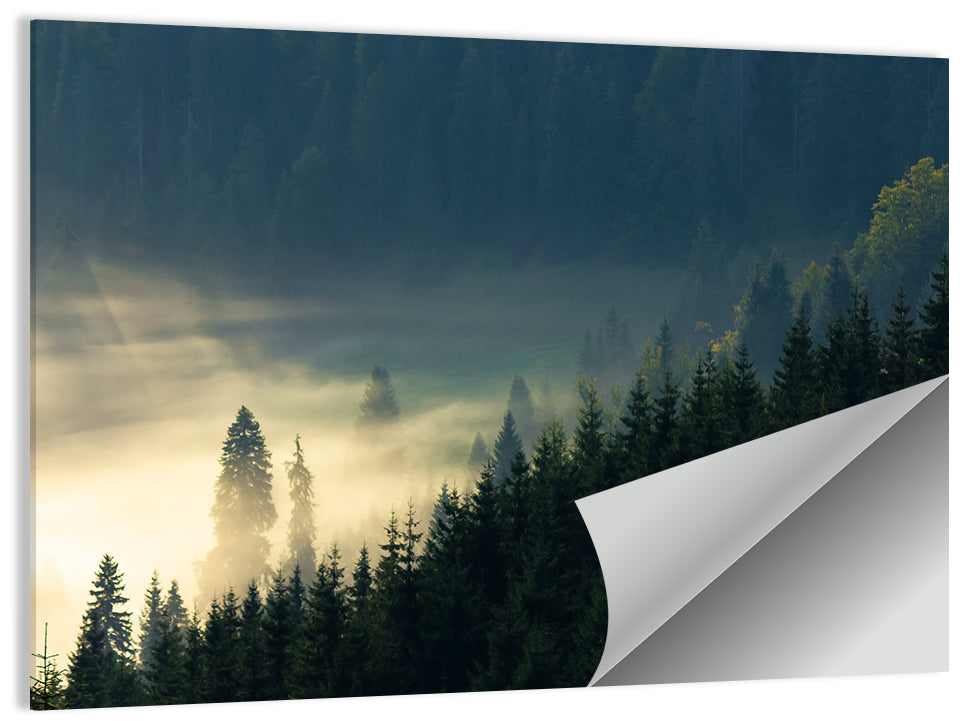 Conifer Valley Morning Mist Wall Art