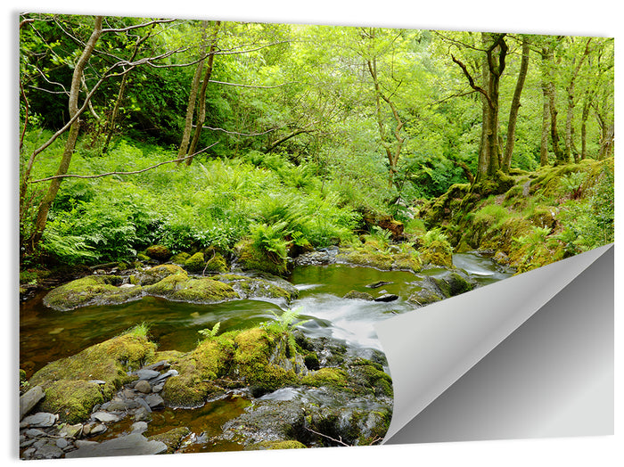 Mossy Stream Through Forest Wall Art as a poster print