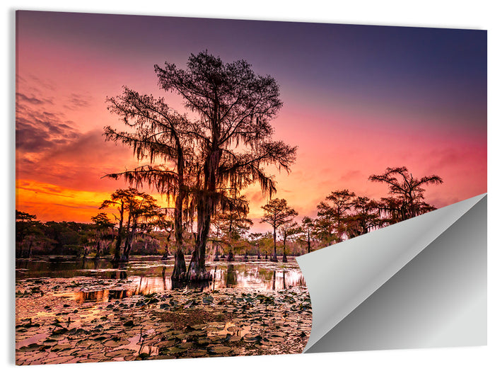 Caddo Lake Cypress Sunset Wall Art as a poster print