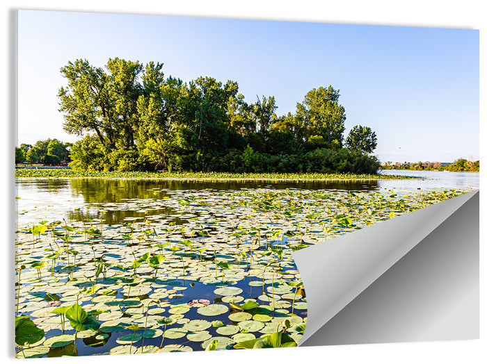 Carter Lake Lily Pads Wall Art as a poster print