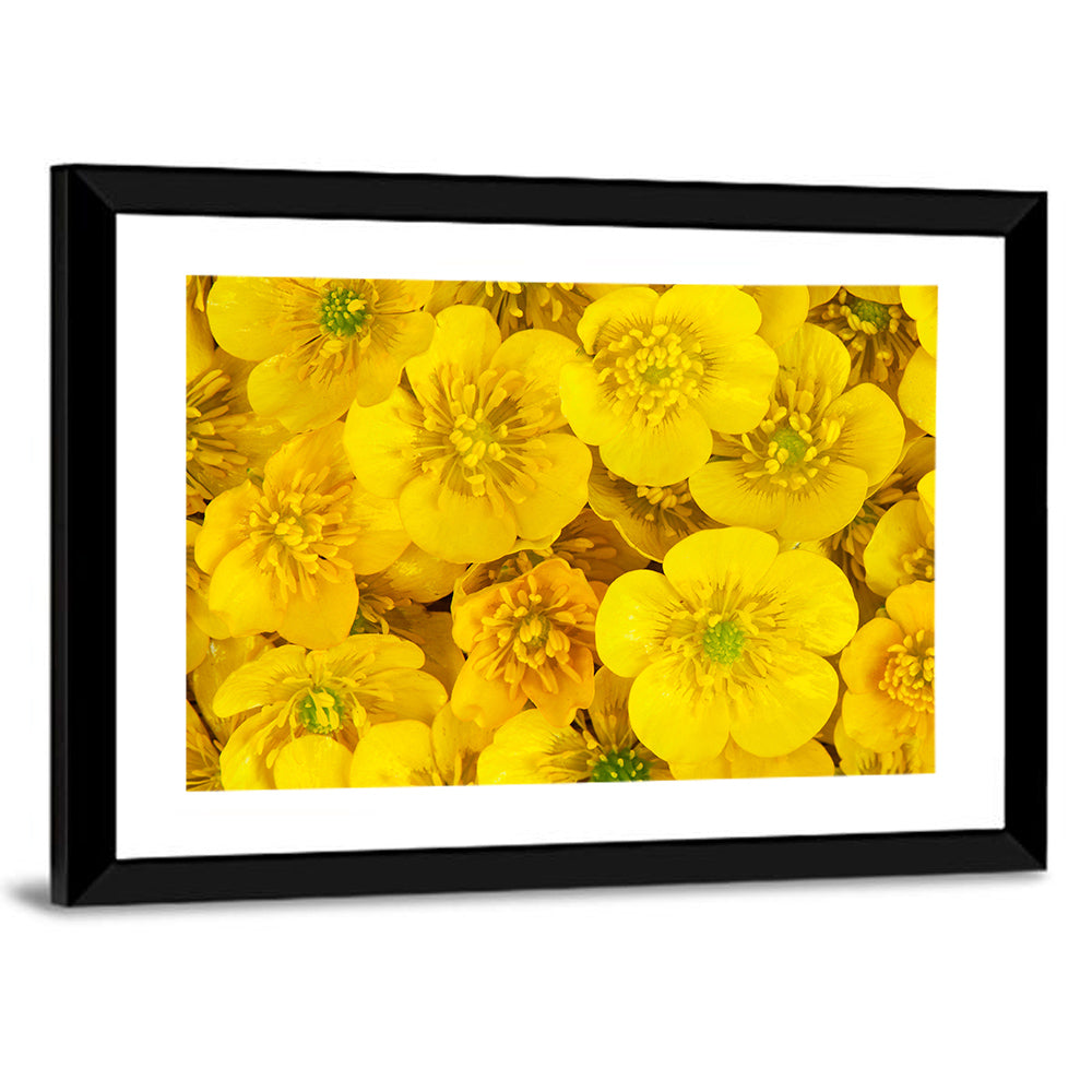 Yellow Buttercup Close-up Wall Art