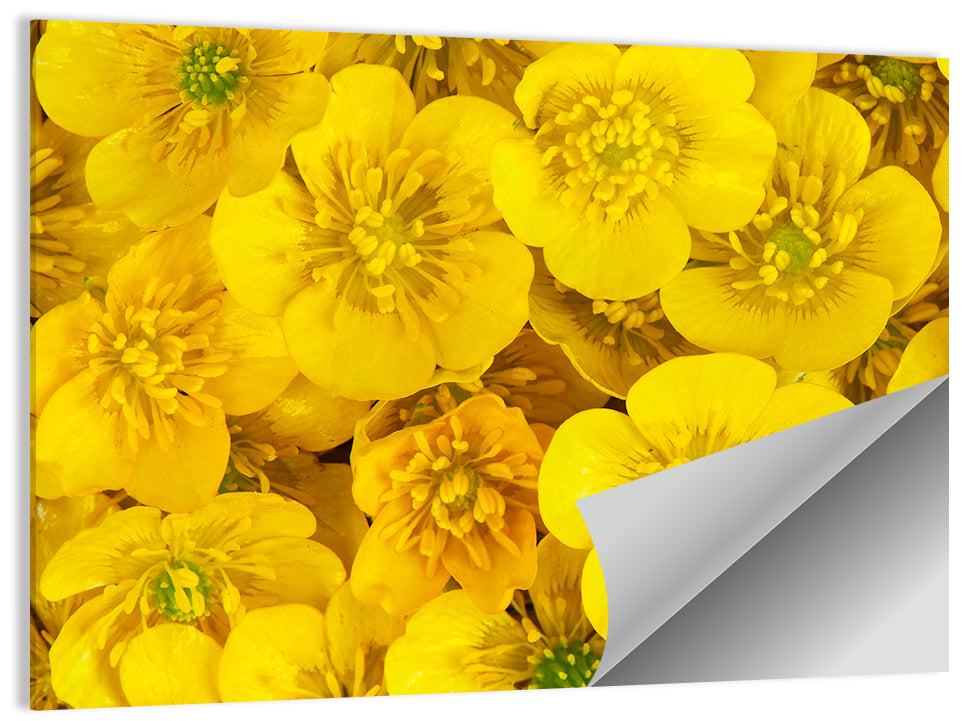 Yellow Buttercup Close-up Wall Art