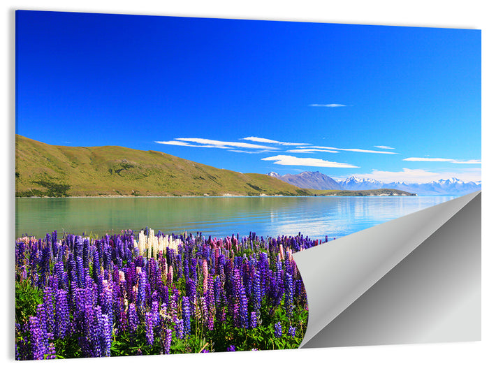 Lake Tekapo Lupine Fields Wall Art as a poster print