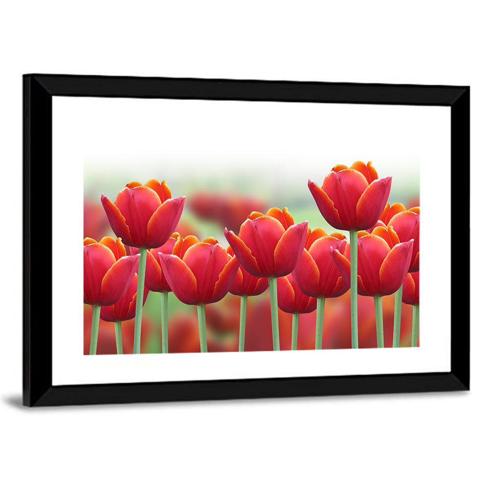 Red Tulips with Yellow Tips Wall Art