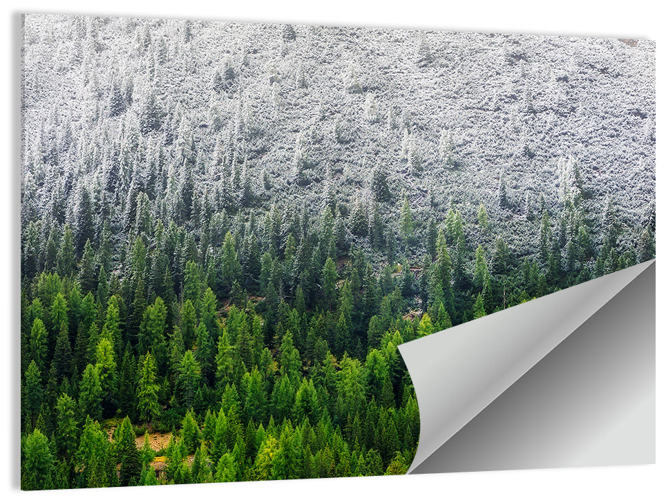 Snowy Dolomites Forest Wall Art