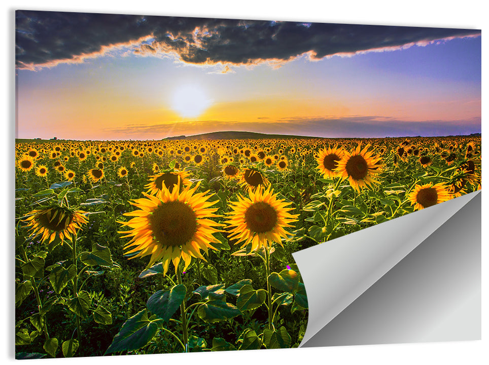 Sunflower Field at Golden Hour Wall Art