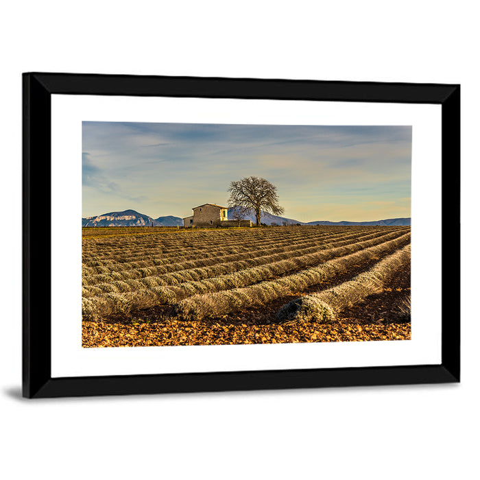 Rustic Provence Lavender Rows at Golden Hour Wall Art as a framed print