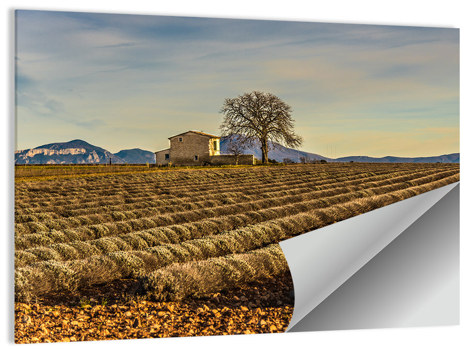 Rustic Provence Lavender Rows at Golden Hour Wall Art