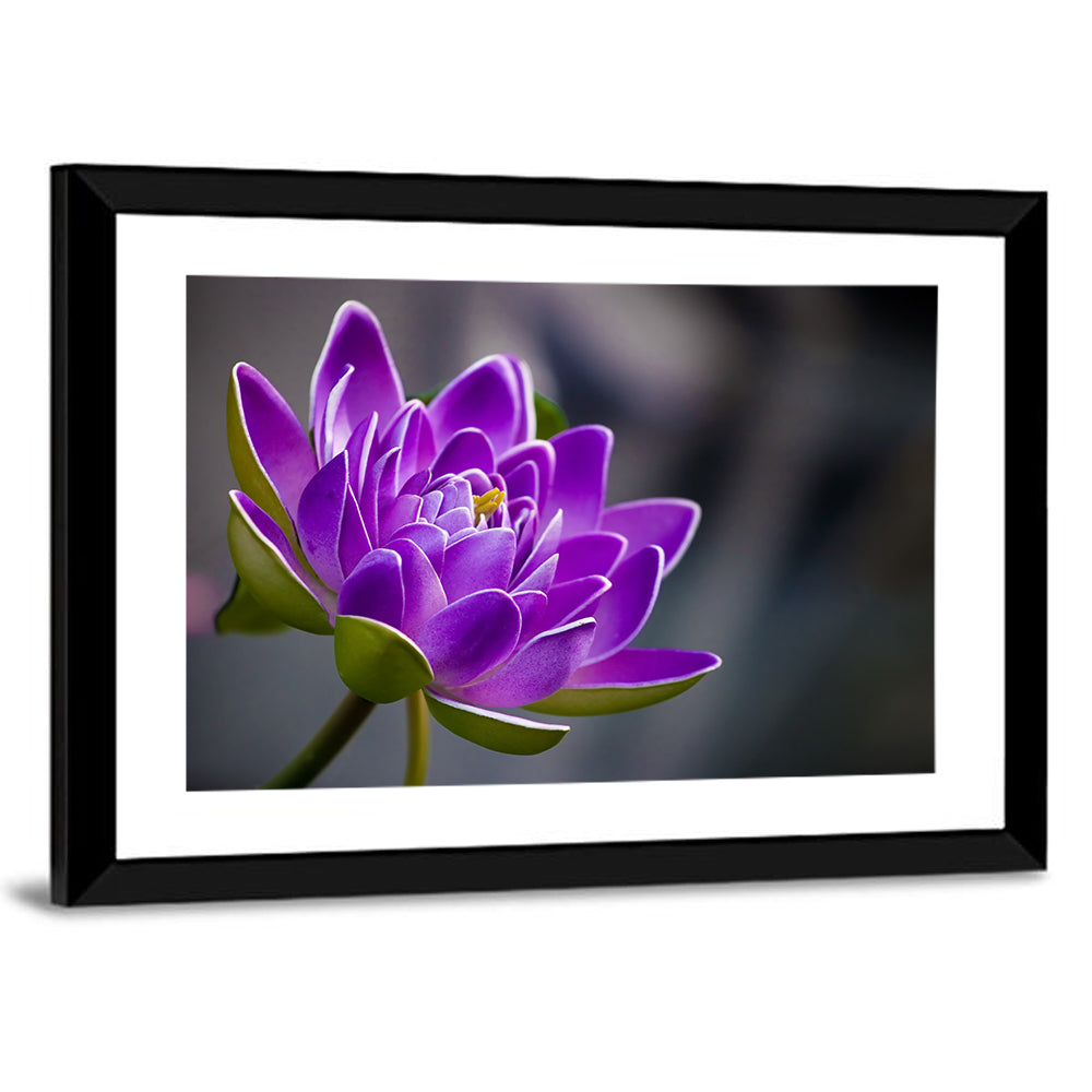 Purple Water Lily Close-up Wall Art