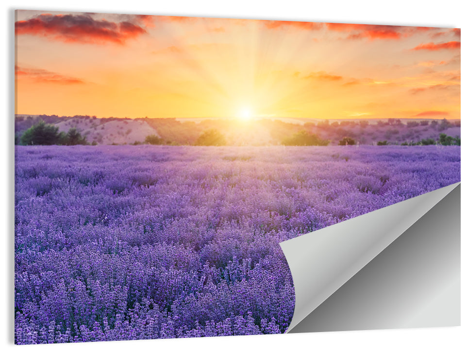 Lavender Field Sunburst Wall Art