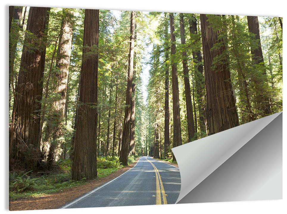 Giants Avenue Redwood Forest Road Wall Art