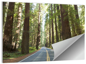Redwood Giants Avenue California Wall Art
