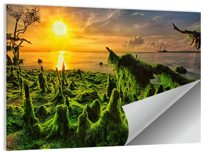 Mangrove Roots at Sunset Wall Art as a poster print