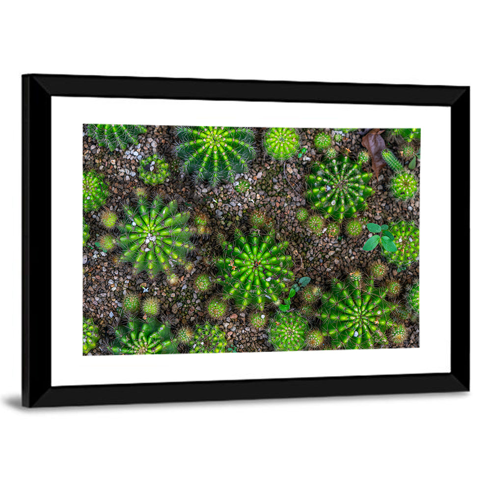 Top-down Cactus Garden Wall Art