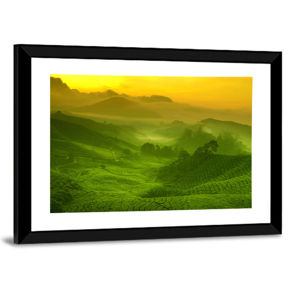 Sunlit Tea Plantation Hills Wall Art