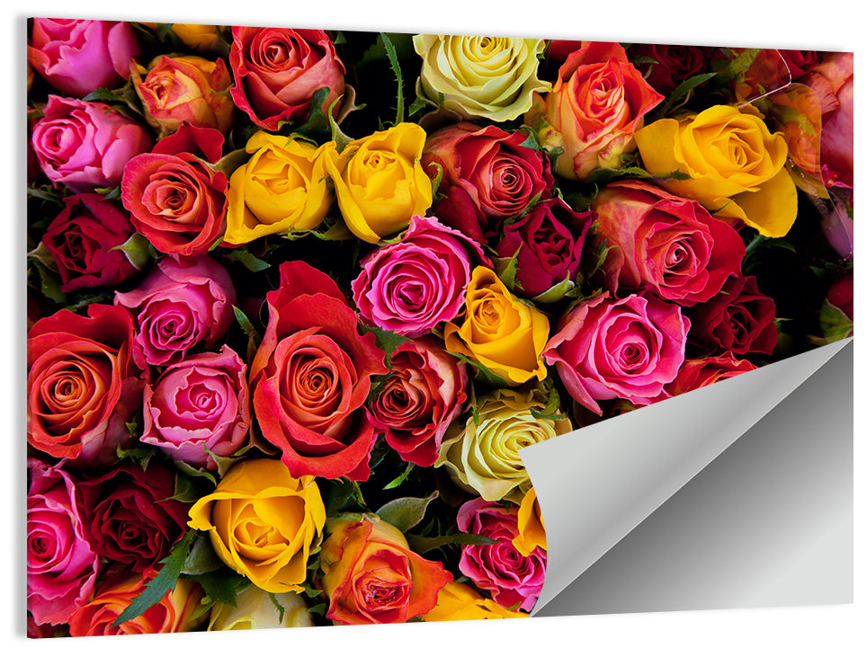 Multicolored Roses Close-up Wall Art