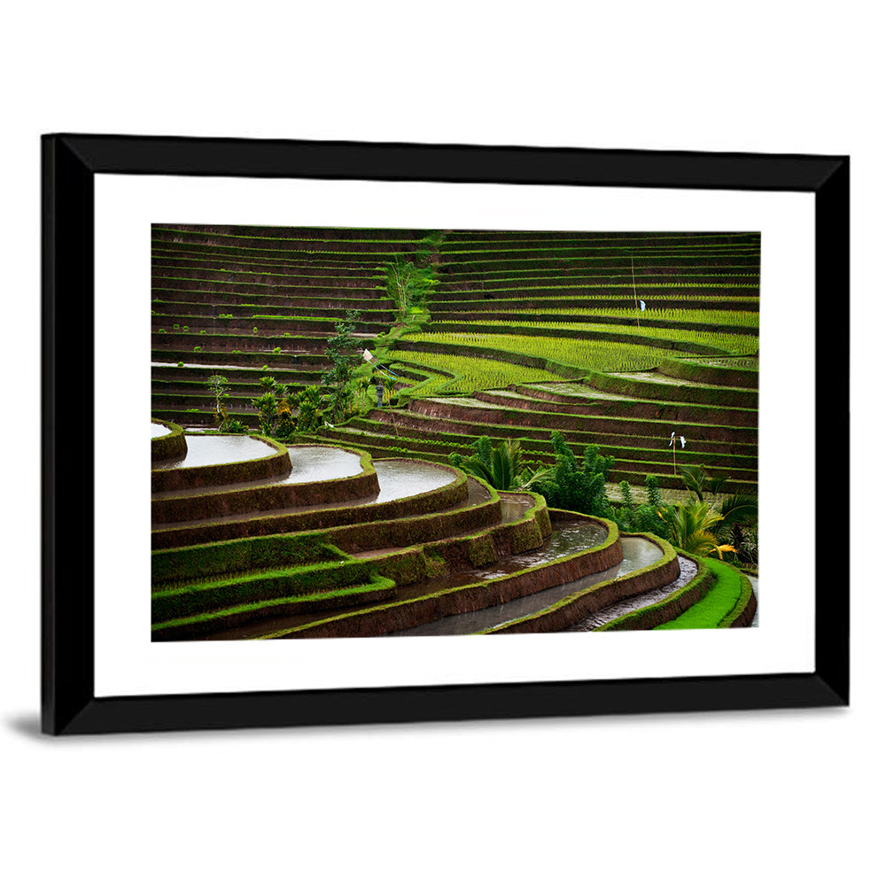 Lush Rice Terraces Wall Art