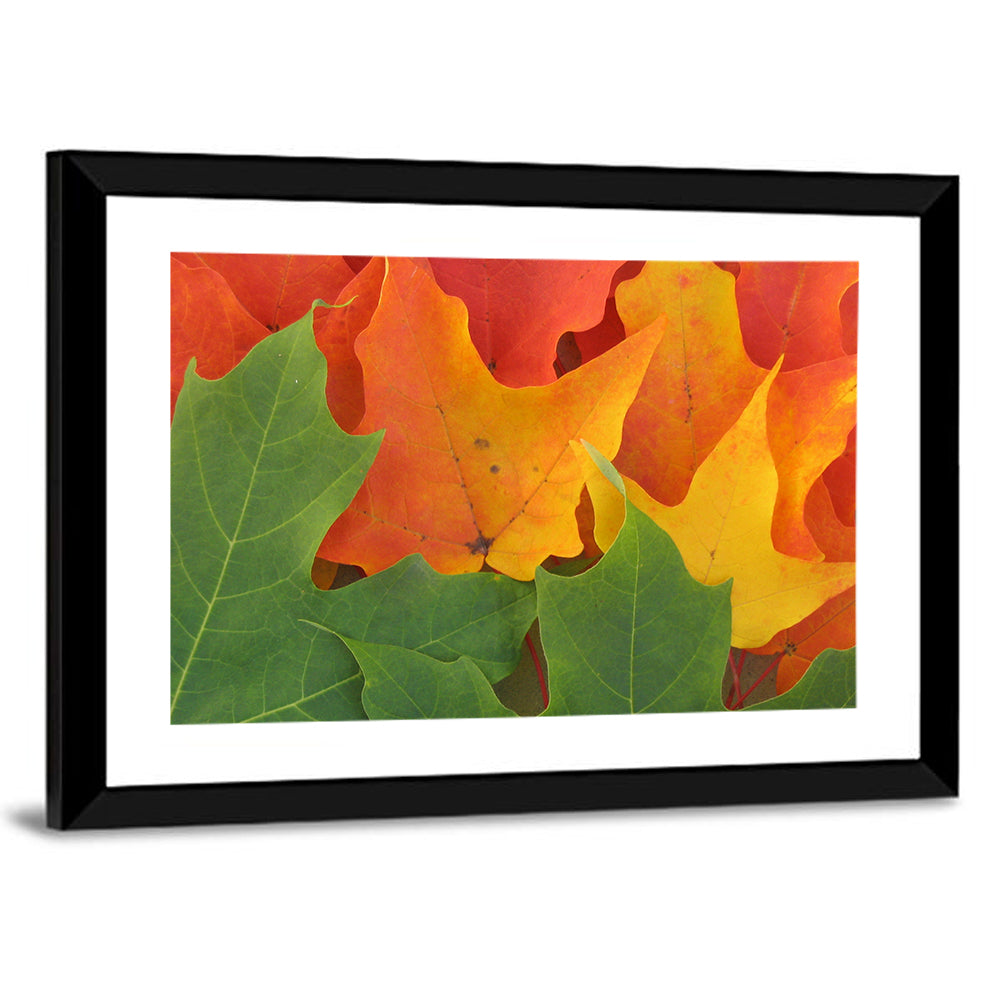 Autumn Maple Leaves Wall Art