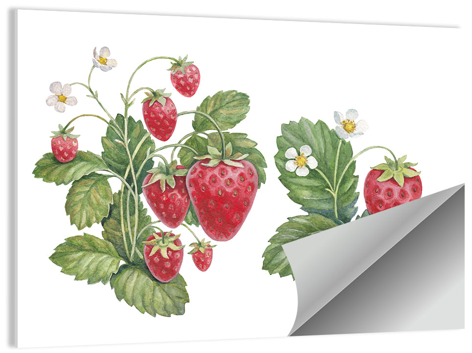 Fresh Strawberry Botanical Illustration Wall Art