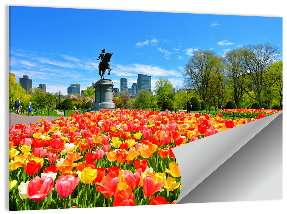 Boston Public Garden Tulips Wall Art