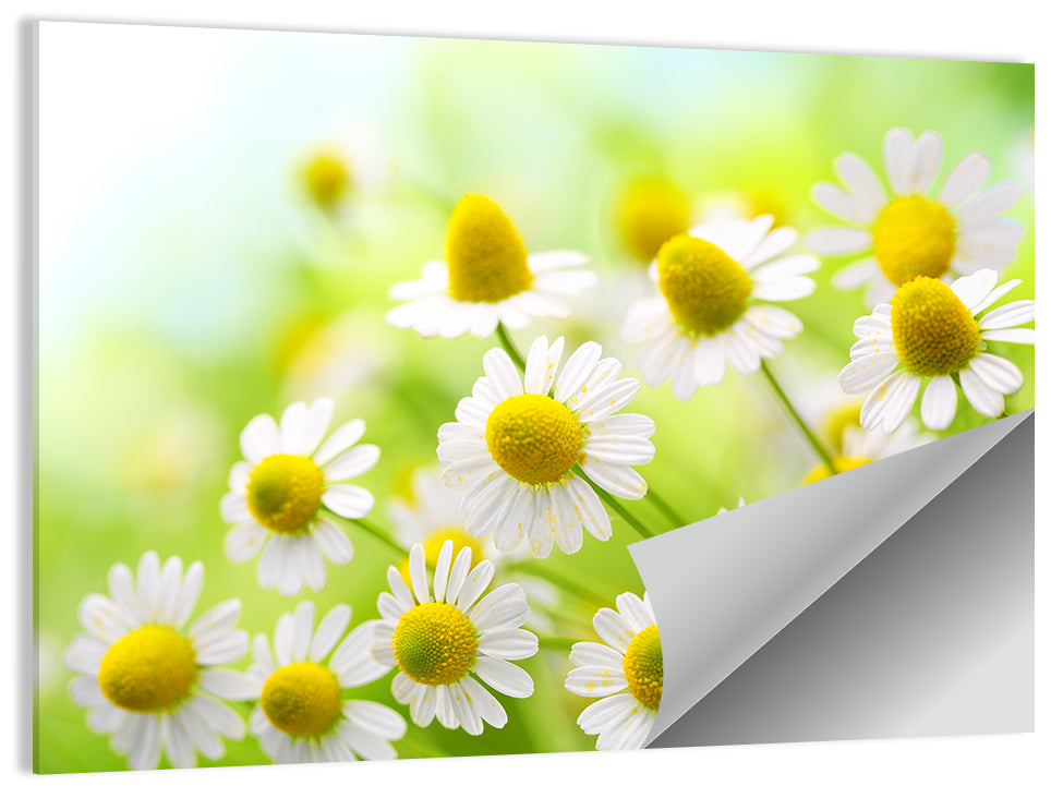 Chamomile Flowers Wall Art