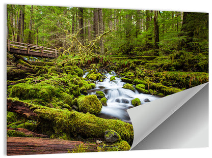 Cascade Forest Stream Wall Art