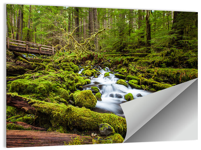 Mossy Cascade Forest Stream Wall Art as a poster print