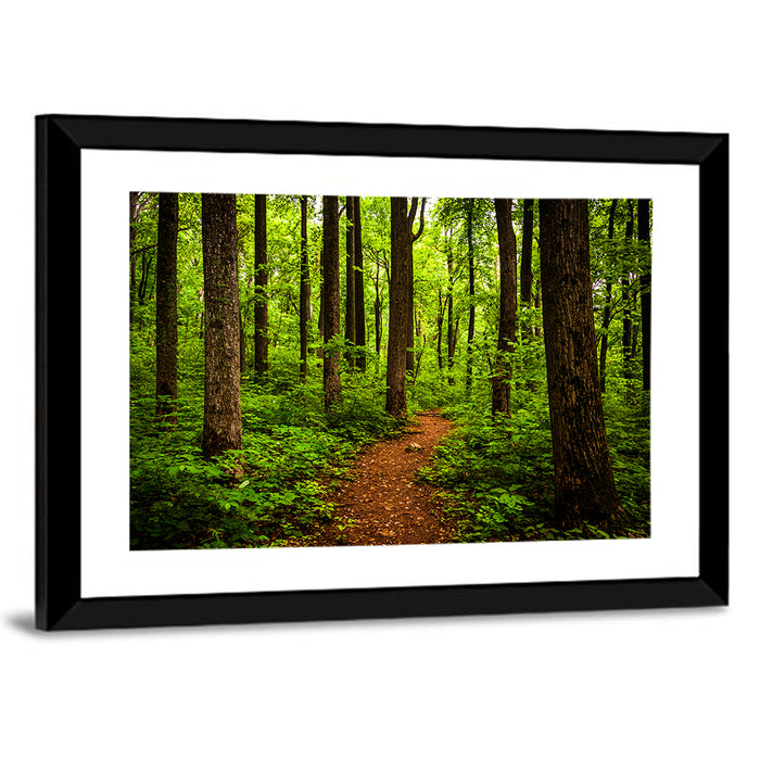 Shenandoah National Park Trail Wall Art as a framed print