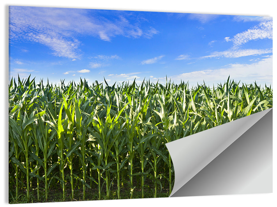Green Corn Field Wall Art