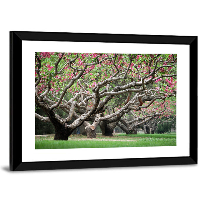 Peach Orchard in Bloom Wall Art as a framed print