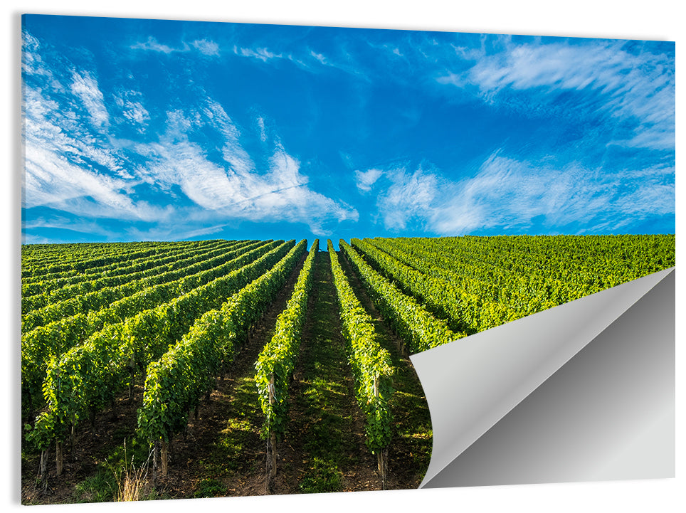 Luxembourg Vineyards Wall Art