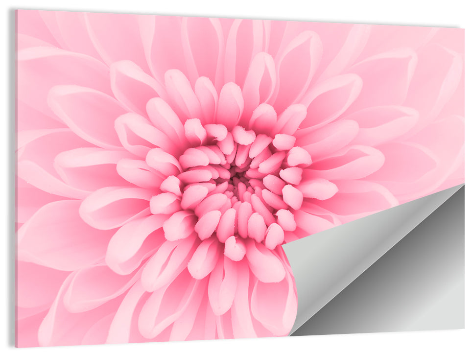 Chrysanthemum Petals Wall Art