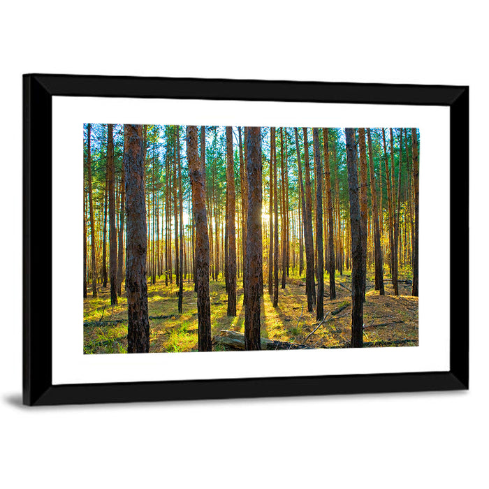 Scots Pine Forest Wall Art as a framed print