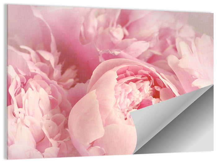 Soft Pink Peony Close Up Wall Art as a poster print