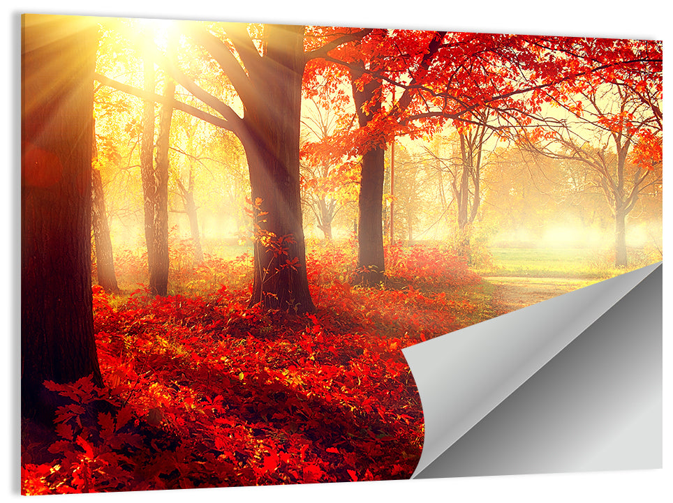 Sunlit Forest Path Wall Art