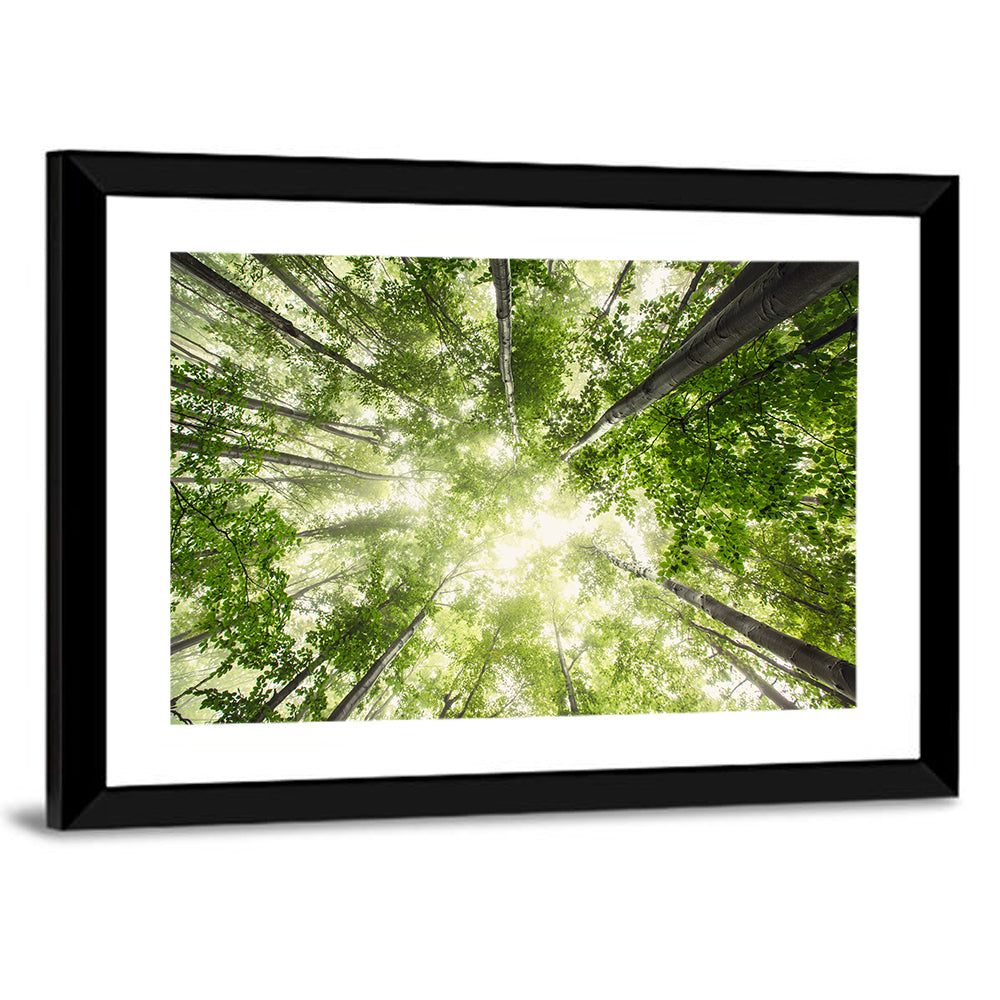 Spring Canopy in Morning Mist Wall Art