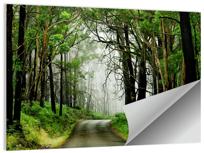 Misty Eucalyptus Road Wall Art as a poster print