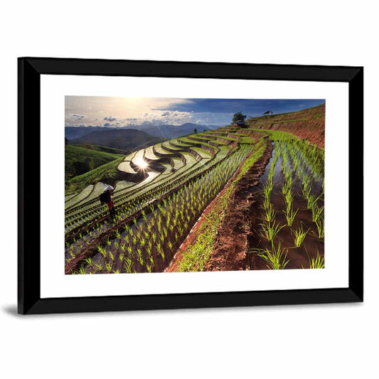 Chiang Mai Rice Fields Wall Art