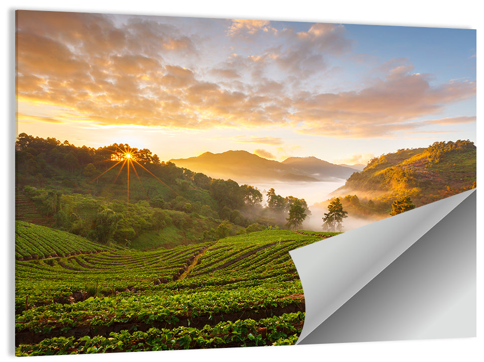 Strawberry Fields Sunrise Wall Art