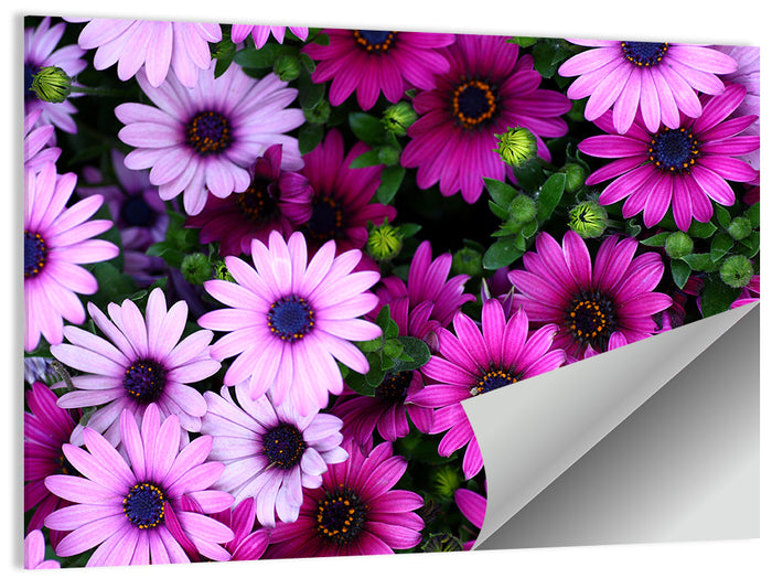 Pink and Purple Daisies Wall Art as a poster print